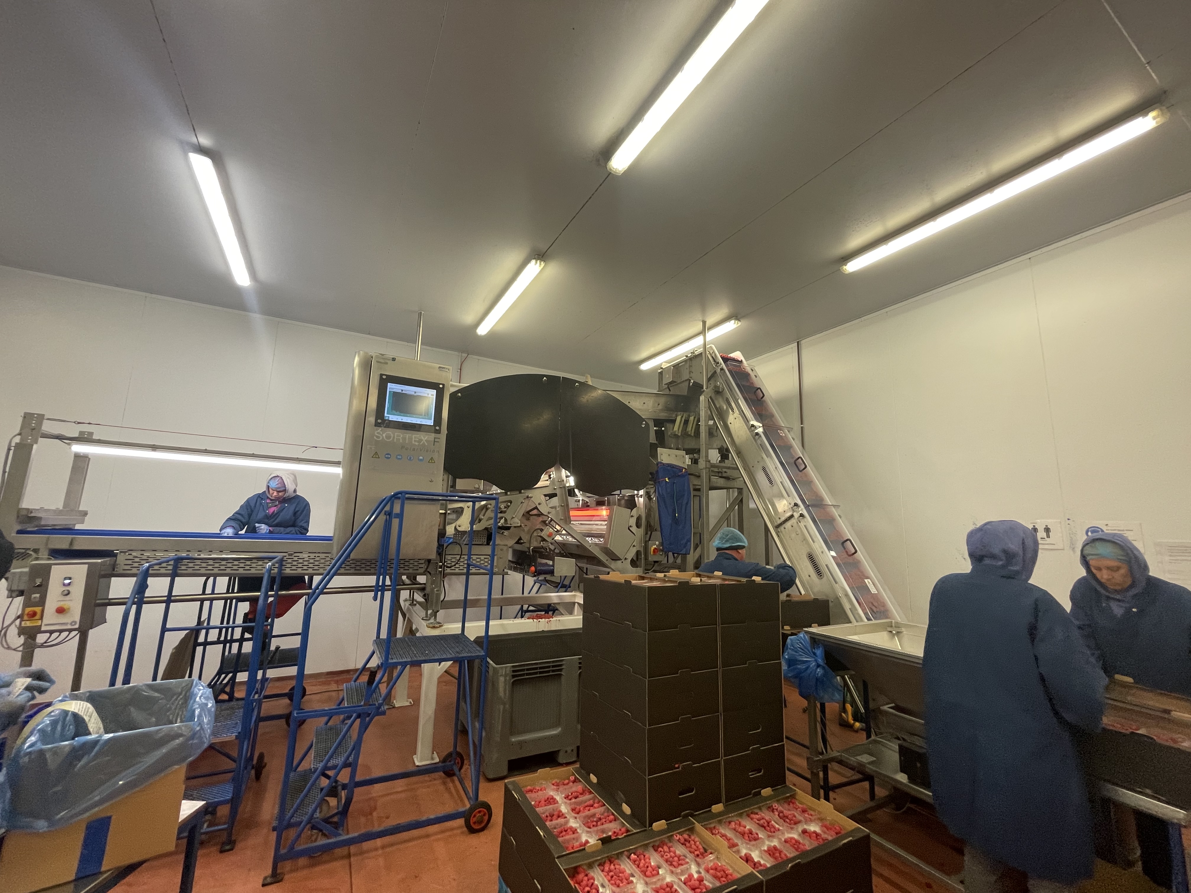 The SORTEX FA1 installed in the process line running whole frozen raspberries