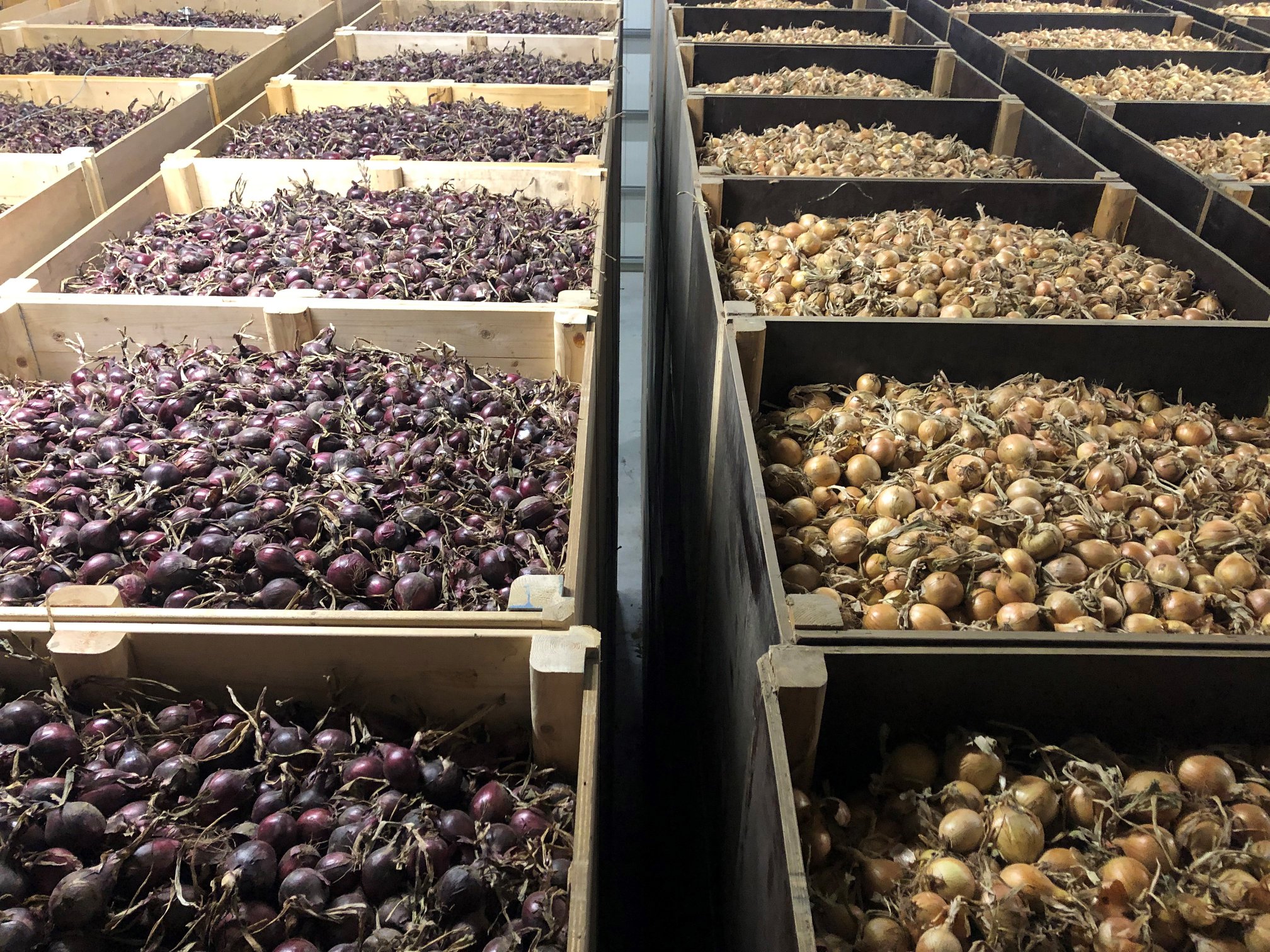 Boxes of onions