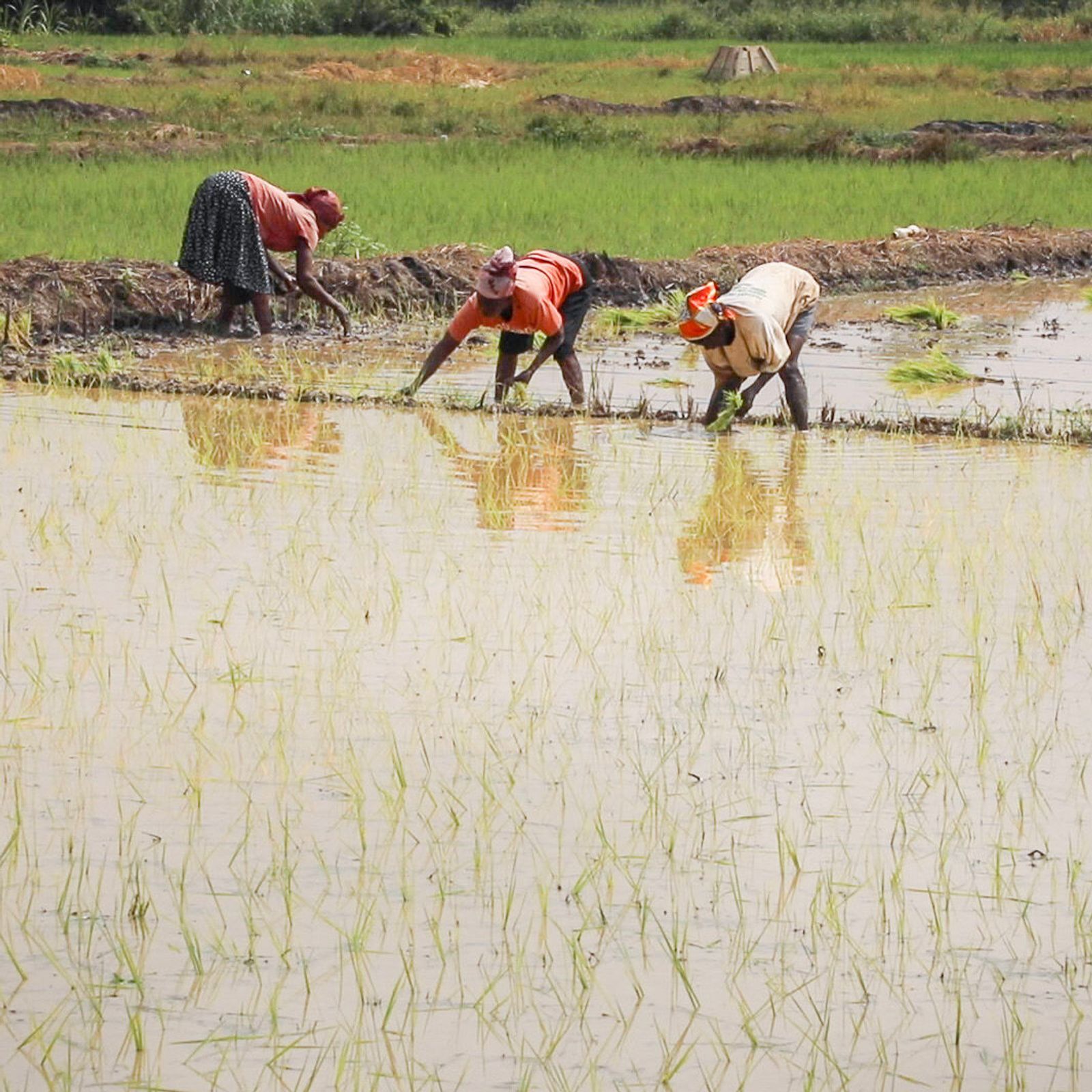 The paddy rice that COMACO sources comes from a large number of farms that grow it under a variety of conditions. 