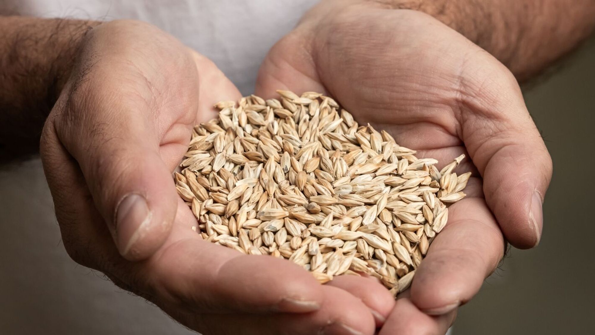 Raw barley: cleaned and ready to be ground.