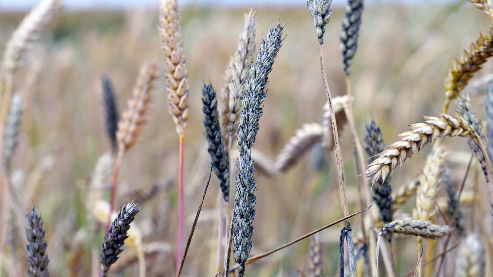 bad harvest