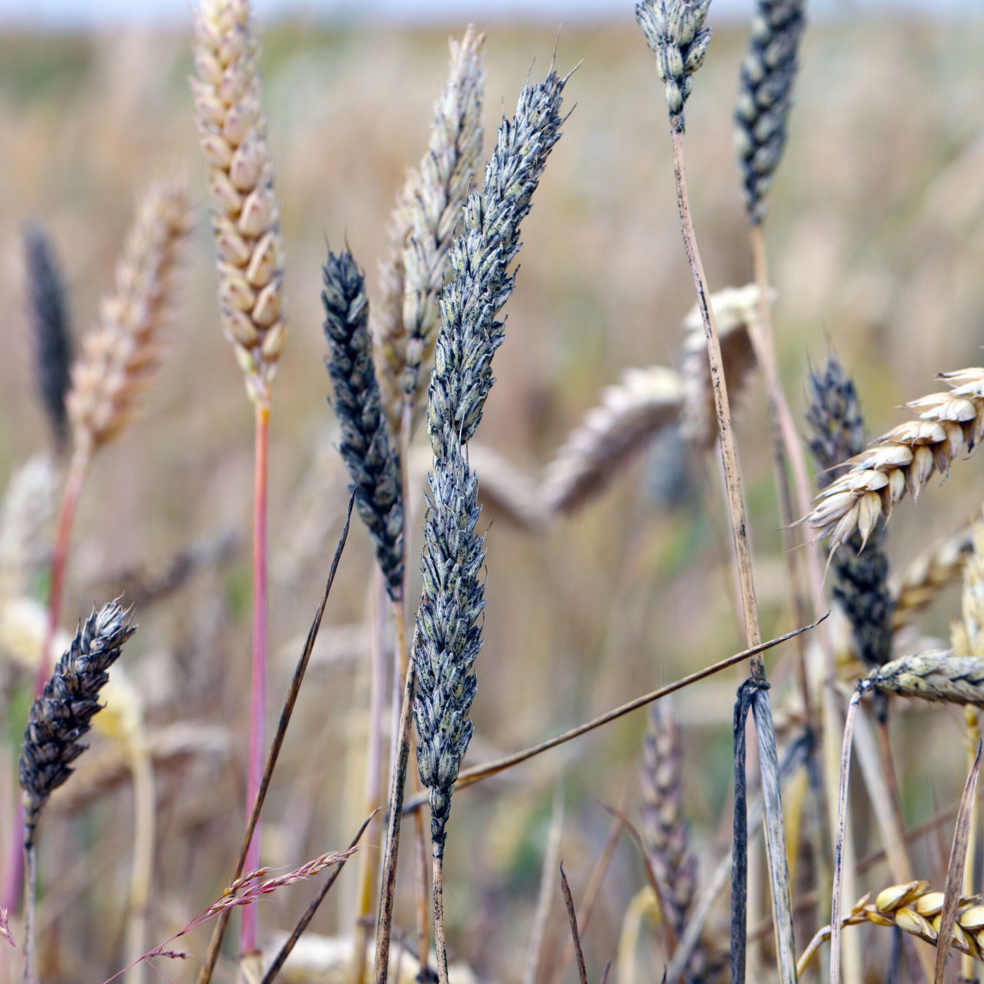 bad harvest