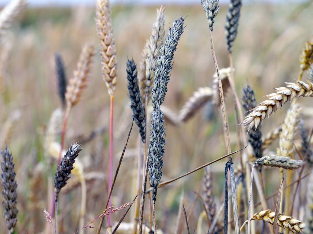 Sortex Blog Bühler Group