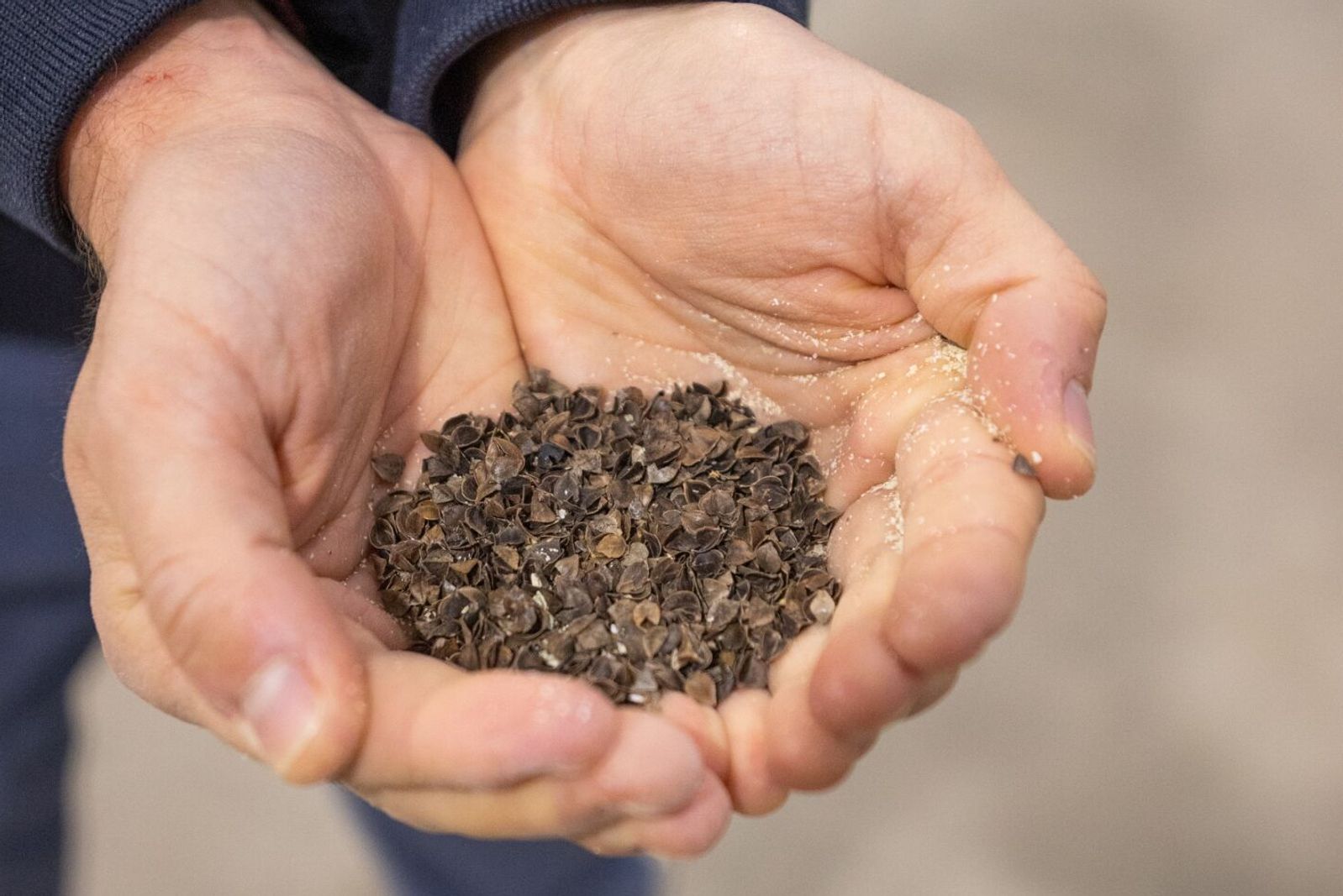 Buckwheat_hulls_waste.jpg