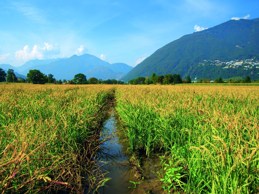 Forging a new future for rice processing | Inspiration Hub | Bühler Group
