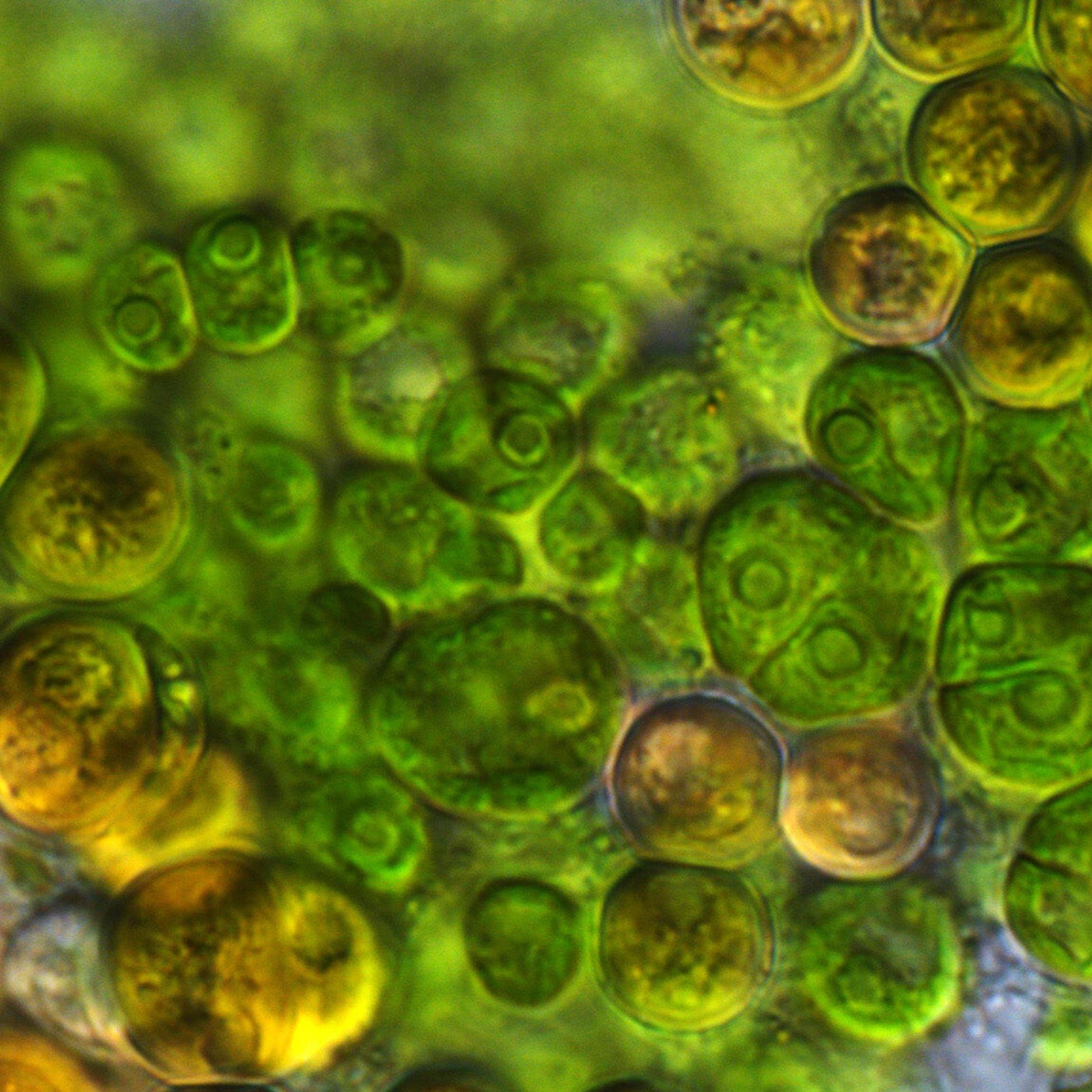 Unicellular Algae