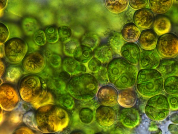 Unicellular Algae