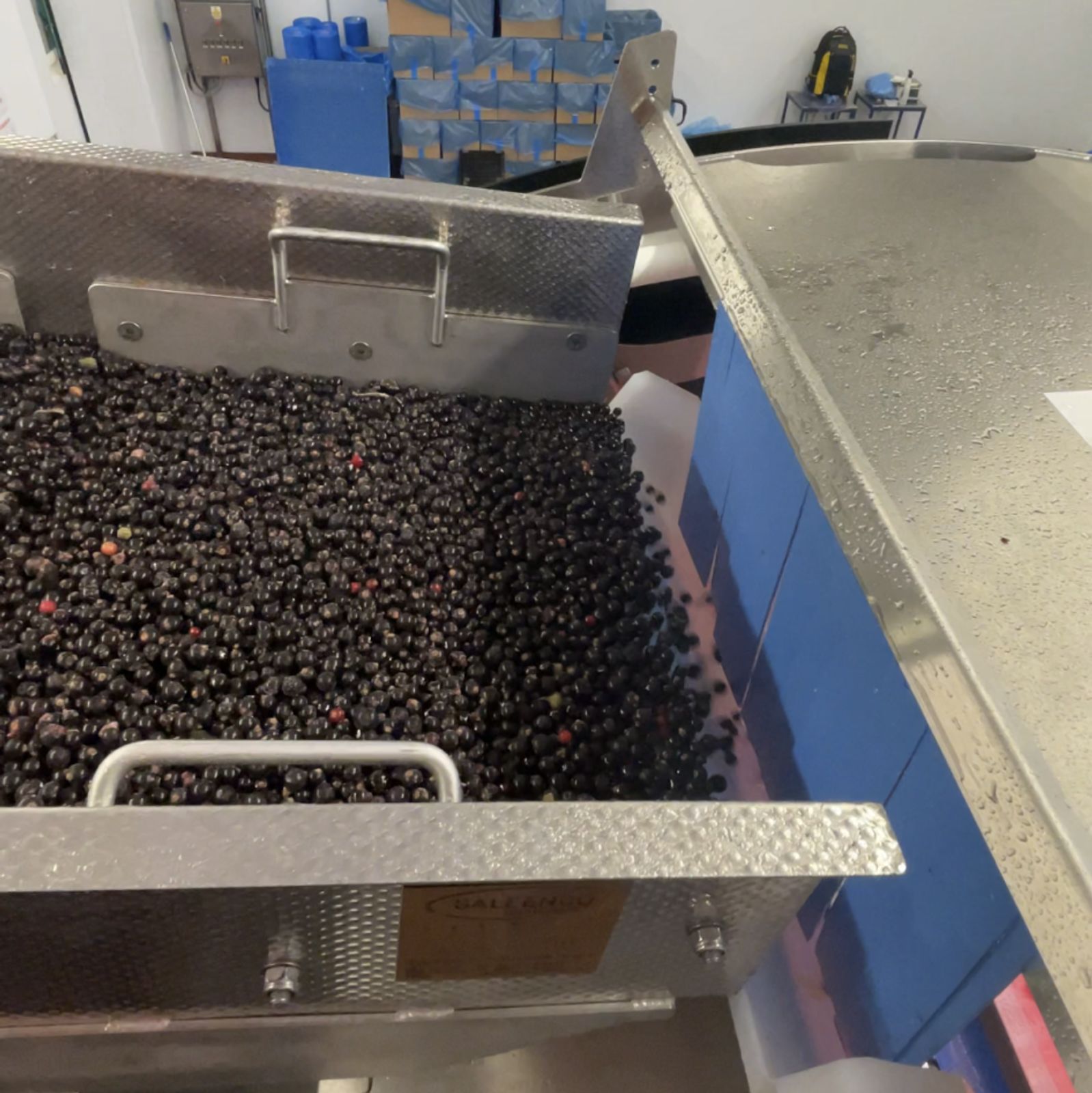 Berries on the infeed shaker of the SORTEX FA1 lined up and ready to be sorted