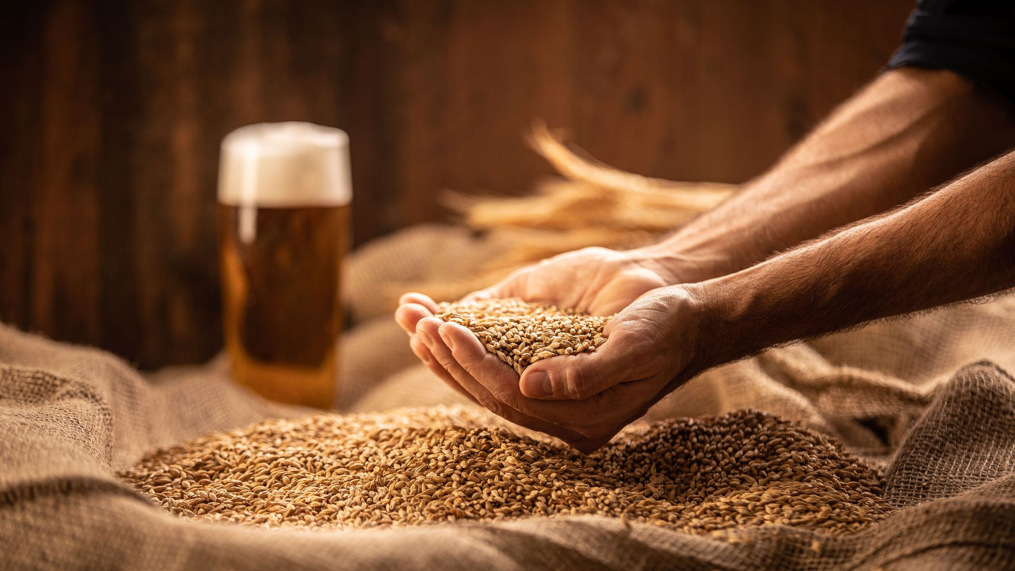 GQ_Hand-with-malt_background-beer-glass