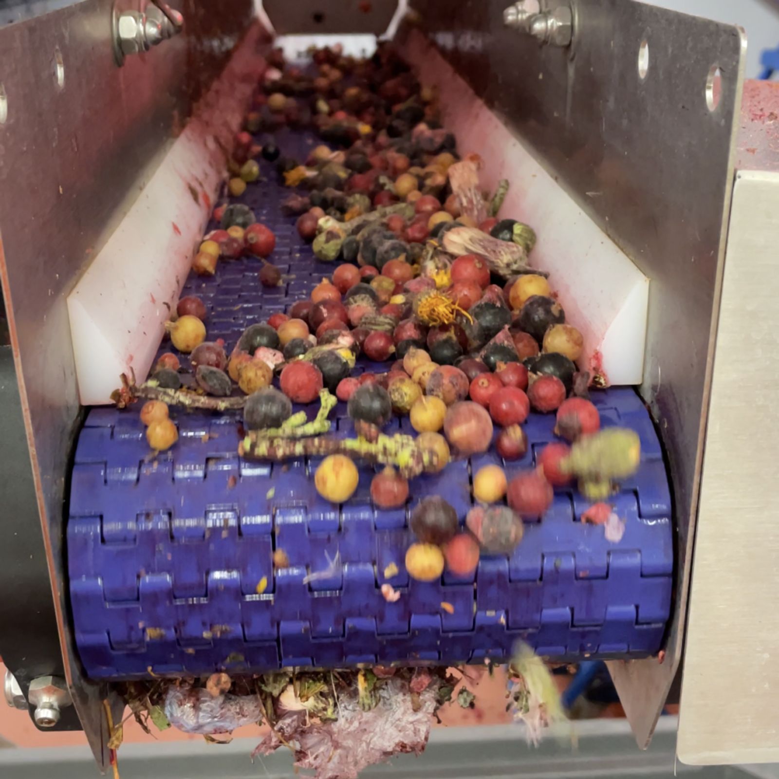 A very concentrated reject stream from the SORTEX FA1 running berries